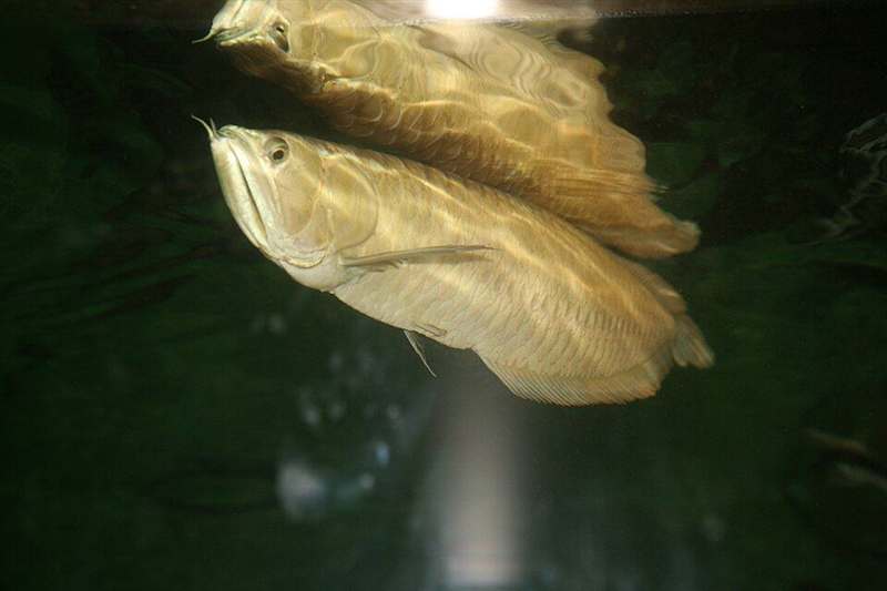Aruanã (Osteoglossum bicirrhosum)