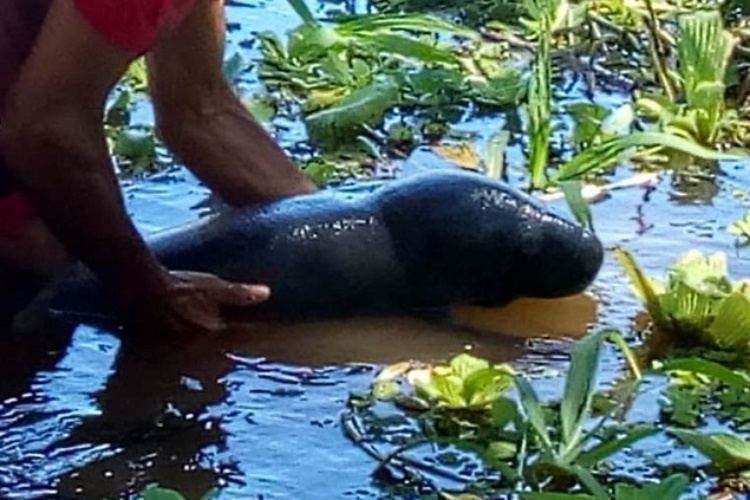 Filhote de peixe-boi resgatado após ficar preso em malhadeira