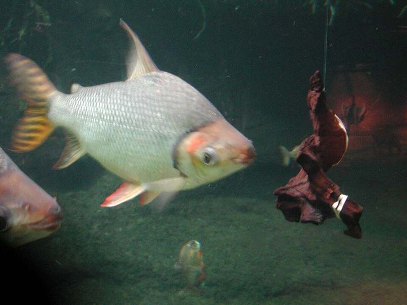 Jaraqui (Semaprochilodus insignis)