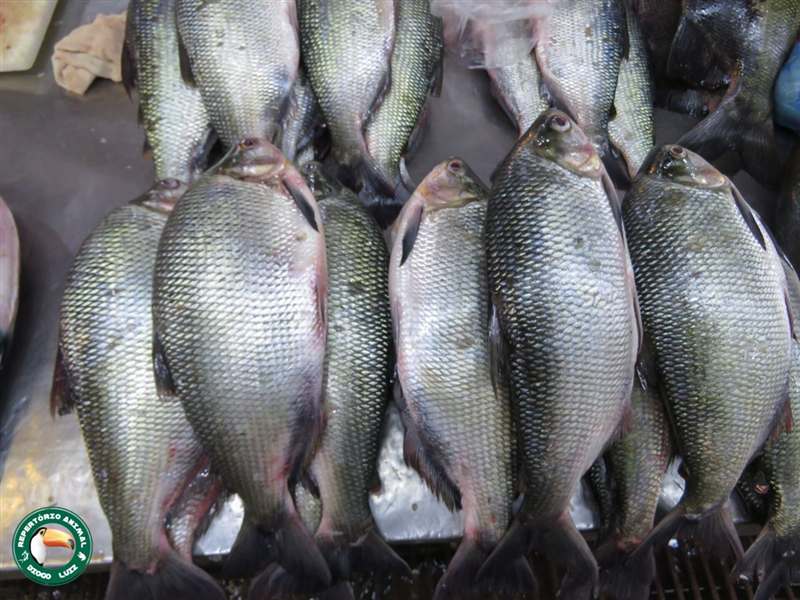Matrinxã (Brycon amazonicus)