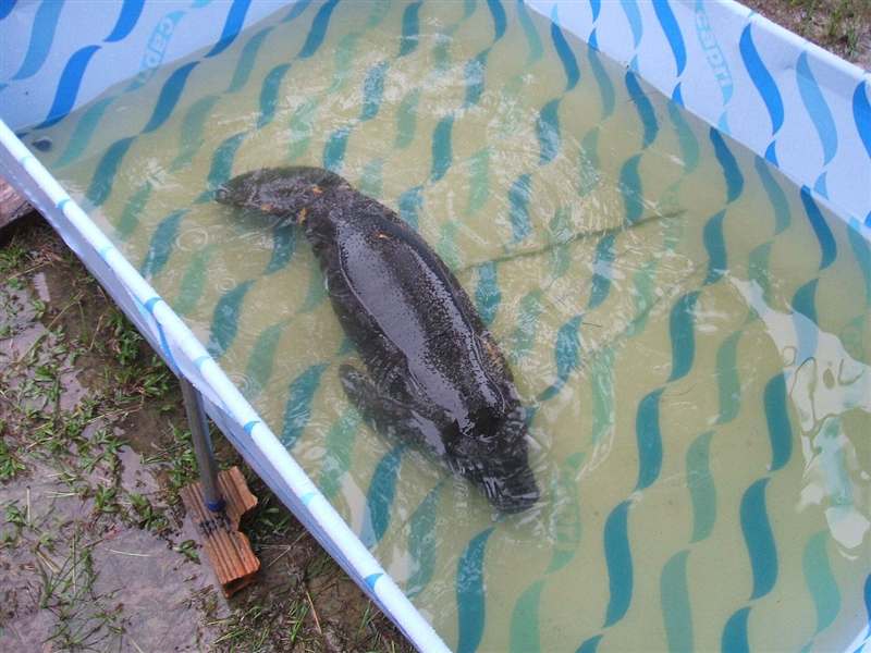 Peixe-boi-da-amazônia em tanque de reabilitação