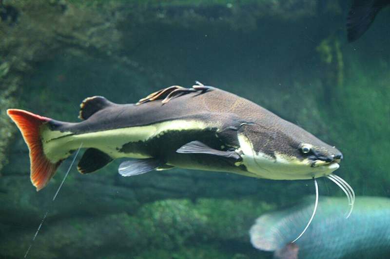 Pirarara (Phractocephalus hemioliopterus)