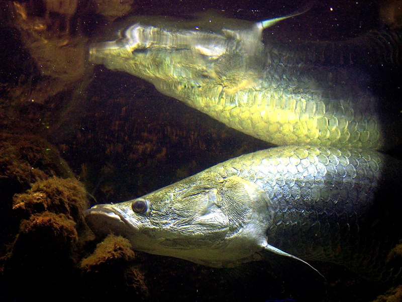 Pirarucu (Arapaima gigas)