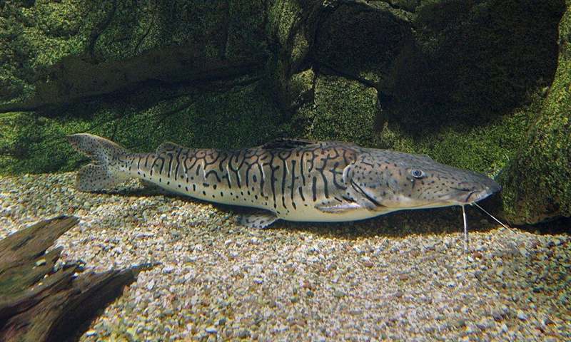 Surubim (Pseudoplatystoma fasciatum)