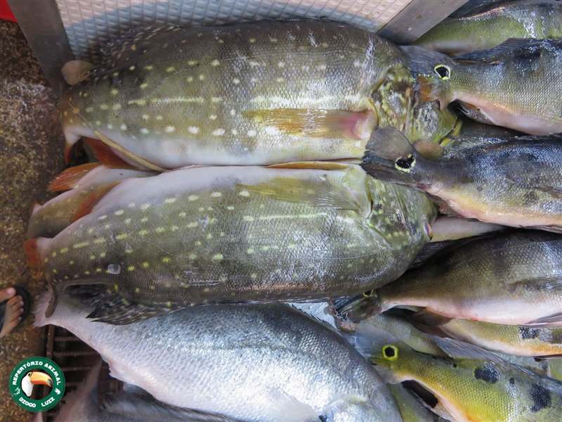 Tucunaré-açu (Cichla temensis)