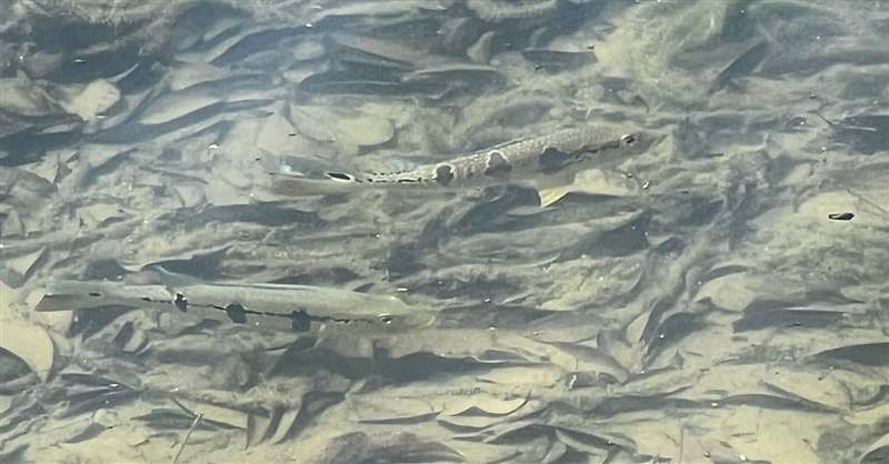 Cardume de peixes em água rasa e clara de rio amazônico
