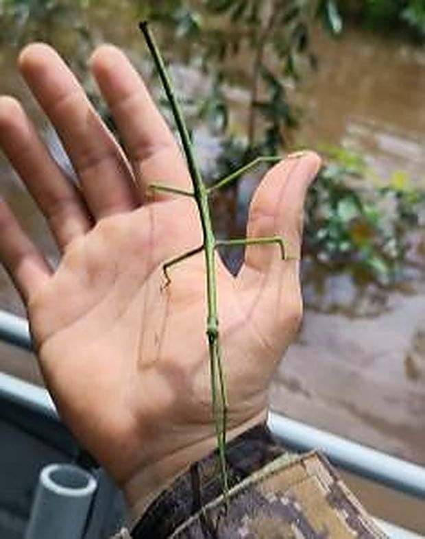 Bicho-pau · ordem Phasmatodea