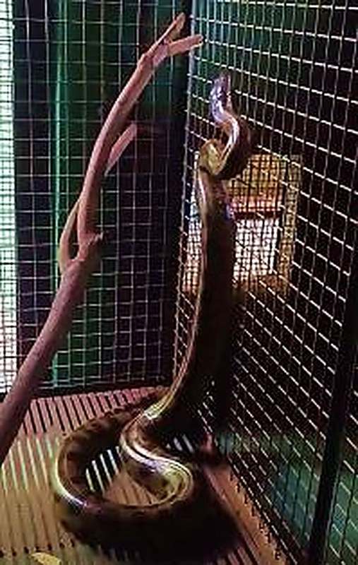 Serpente removida de área urbana