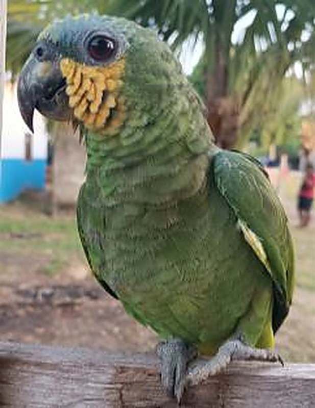 Papagaio · Amazona sp.