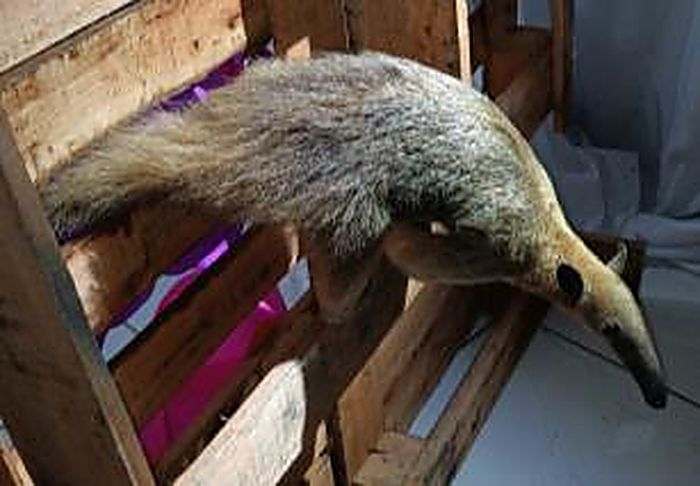 Tamanduá-mirim · Tamandua tetradactyla